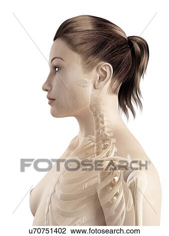 Female neck bones, illustration View Large Illustration Drawing - Female neck bones, illustration. Fotosearch