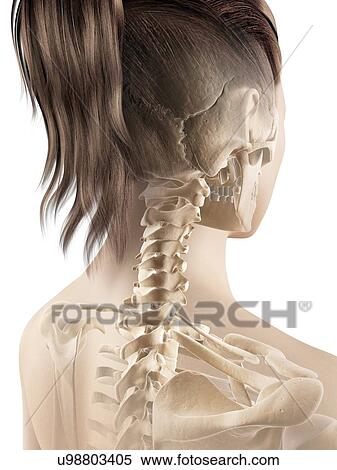 Stock Illustration - Female neck bones, illustration. Fotosearch