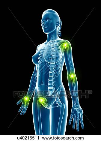 Female skeletal joints, illustration View Large Illustration Clip Art - Female skeletal joints, illustration. Fotosearch