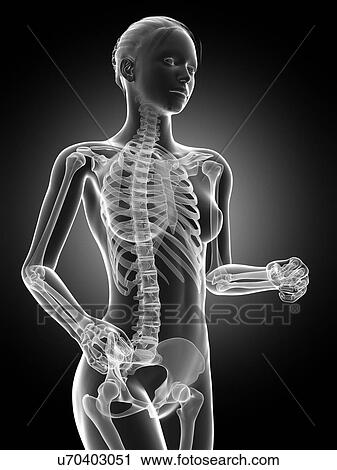 Female skeletal system, illustration View Large Illustration Clip Art - Female skeletal system, illustration. Fotosearch