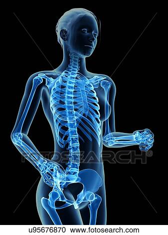 Female skeletal system, illustration View Large Illustration Clipart - Female skeletal system, illustration. Fotosearch