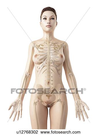 Drawing - Female skeletal system, illustration. Fotosearch