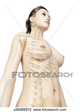 Drawing - Female skeletal system, illustration. Fotosearch