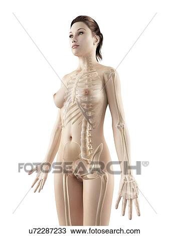 Female skeletal system, illustration View Large Illustration Drawing - Female skeletal system, illustration. Fotosearch