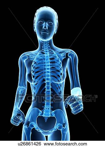 Female skeletal system, illustration View Large Illustration Stock Illustration - Female skeletal system, illustration. Fotosearch