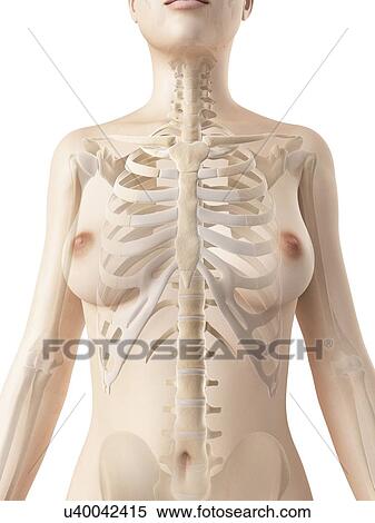 Stock Illustration - Female skeletal system, illustration. Fotosearch