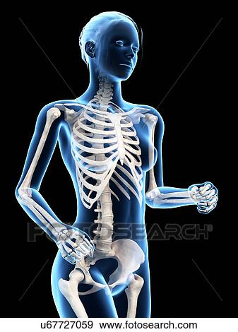 Female skeletal system, illustration View Large Illustration Stock Illustration - Female skeletal system, illustration. Fotosearch