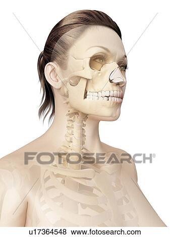 Stock Illustration - Female skull, illustration. Fotosearch