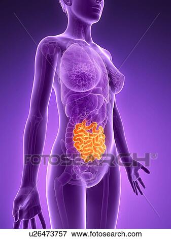 Female small intestine, illustration View Large Illustration Stock Illustration - Female small intestine, illustration. Fotosearch