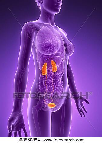 Stock Illustration - Female urinary system, illustration. Fotosearch