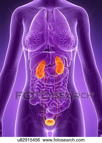 Stock Illustration - Female urinary system, illustration. Fotosearch