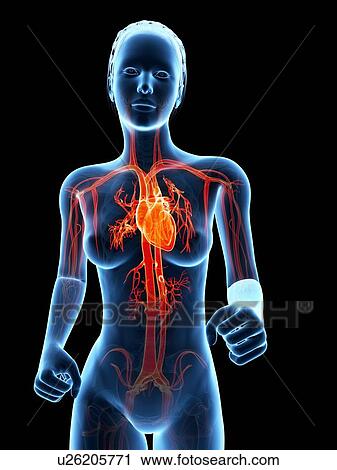 Female vascular system, illustration View Large Illustration Clip Art - Female vascular system, illustration. Fotosearch