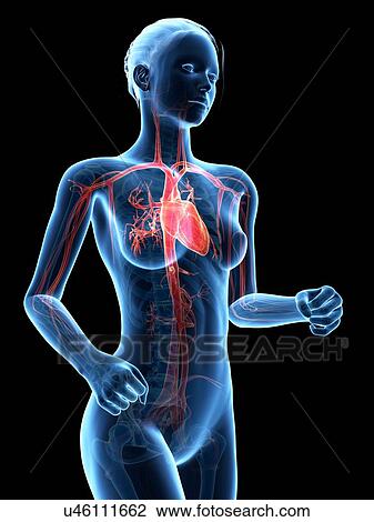 Female vascular system, illustration View Large Illustration Drawing - Female vascular system, illustration. Fotosearch