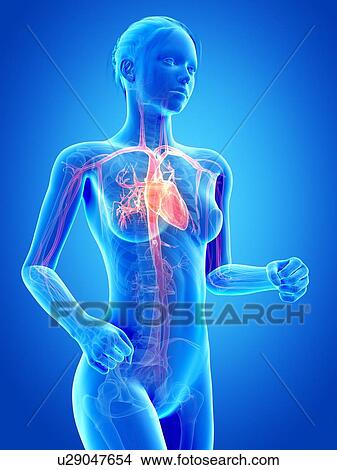 Stock Illustration - Female vascular system, illustration. Fotosearch