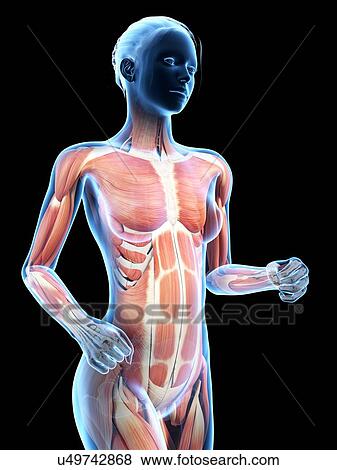 Stock Illustration - Female vascular system, illustration. Fotosearch