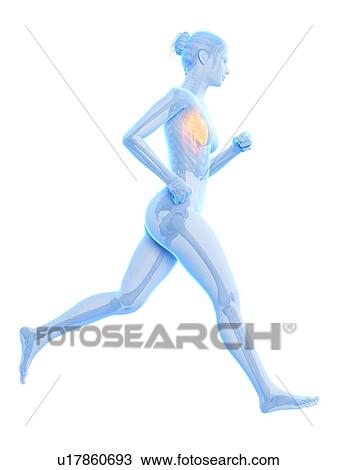 Drawing - Heart of a runner, illustration. Fotosearch