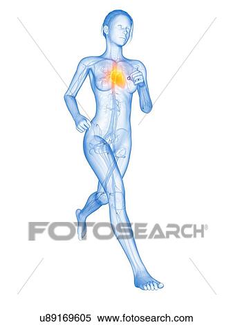 Heart of a runner, illustration View Large Illustration Stock Illustration - Heart of a runner, illustration. Fotosearch