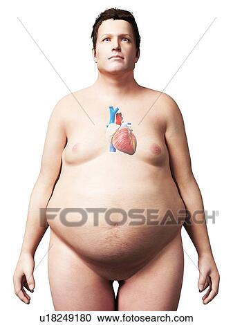 Heart of overweight man, illustration View Large Illustration Clipart - Heart of overweight man, illustration. Fotosearch