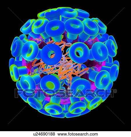 Stock Illustration - Herpes simplex type 1 virus, illustration. Fotosearch