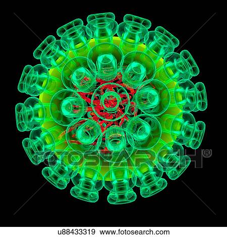 Stock Illustration - Herpes simplex type 1 virus, illustration. Fotosearch
