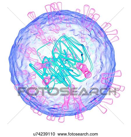 Herpes simplex type 2 virus, illustration View Large Illustration Clipart - Herpes simplex type 2 virus, illustration. Fotosearch