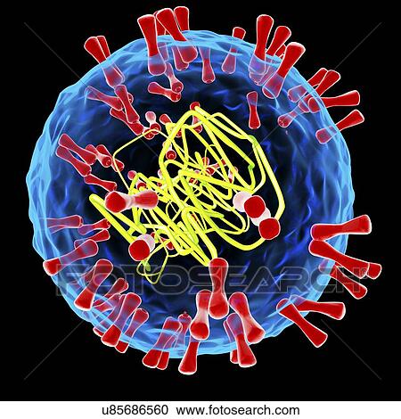 Herpes simplex type 2 virus, illustration View Large Illustration Clipart - Herpes simplex type 2 virus, illustration. Fotosearch
