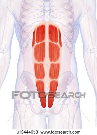 Drawing - Human abdominal muscles, illustration. Fotosearch