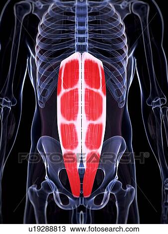 Human abdominal muscles, illustration View Large Illustration Drawing - Human abdominal muscles, illustration. Fotosearch