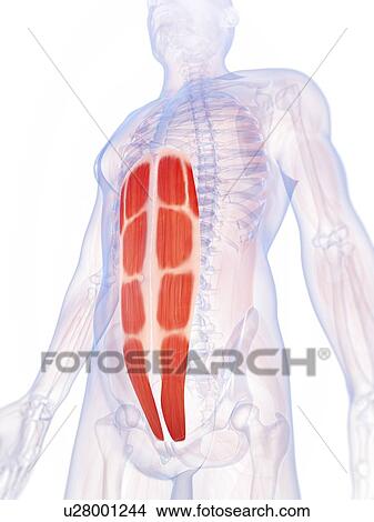 Stock Illustration - Human abdominal muscles, illustration. Fotosearch