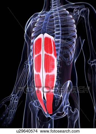 Stock Illustration - Human abdominal muscles, illustration. Fotosearch