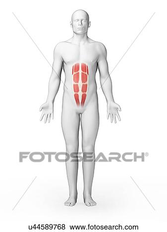 Stock Illustration - Human abdominal muscles, illustration. Fotosearch