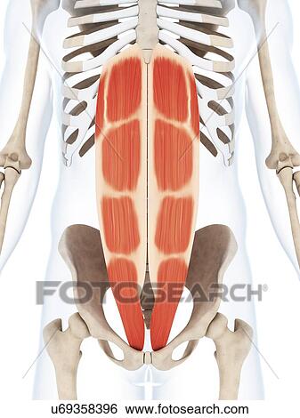 Stock Illustration - Human abdominal muscles, illustration. Fotosearch
