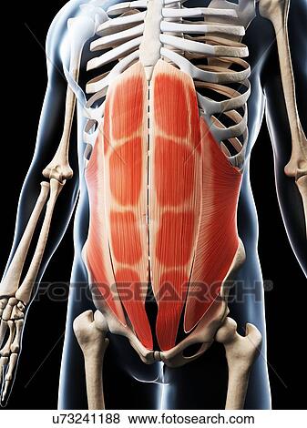Stock Illustration - Human abdominal muscles, illustration. Fotosearch