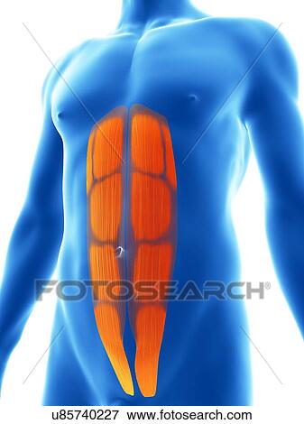 Human abdominal muscles, illustration View Large Illustration Stock Illustration - Human abdominal muscles, illustration. Fotosearch
