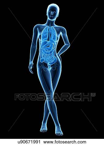 Human anatomy, illustration View Large Illustration Clip Art - Human anatomy, illustration. Fotosearch