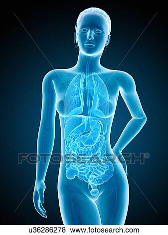 Human anatomy, illustration View Large Illustration Stock Illustration - Human anatomy, illustration. Fotosearch