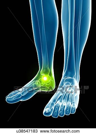 Drawing - Human ankle joint, illustration. Fotosearch