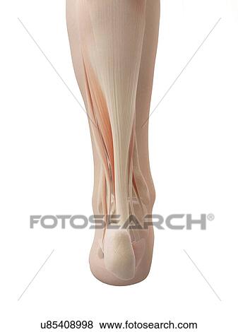 Stock Illustration - Human ankle muscles, illustration. Fotosearch