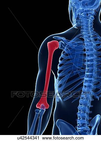 Human arm bone, illustration View Large Illustration Clip Art - Human arm bone, illustration. Fotosearch