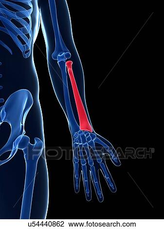 Drawing - Human arm bone, illustration. Fotosearch