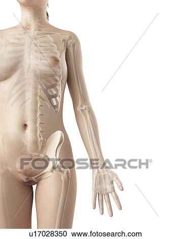 Human arm bones, illustration View Large Illustration Clipart - Human arm bones, illustration. Fotosearch