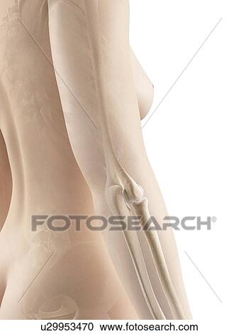 Human arm bones, illustration View Large Illustration Clipart - Human arm bones, illustration. Fotosearch