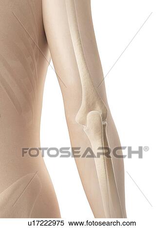 Human arm bones, illustration View Large Illustration Stock Illustration - Human arm bones, illustration. Fotosearch