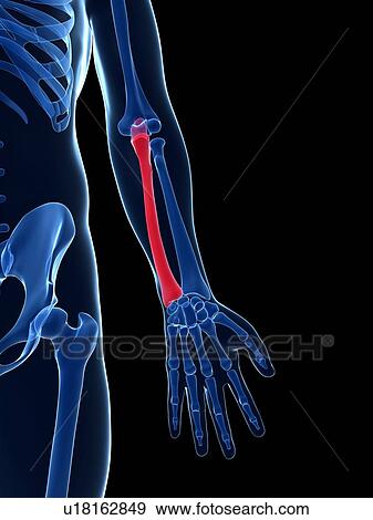 Human arm bones, illustration View Large Illustration Stock Illustration - Human arm bones, illustration. Fotosearch