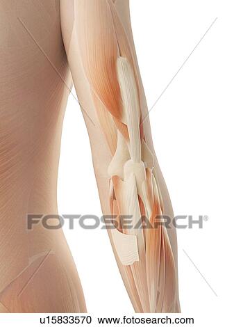 Clipart - Human arm muscles, illustration. Fotosearch