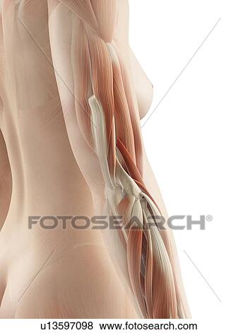 Human arm muscles, illustration View Large Illustration Stock Illustration - Human arm muscles, illustration. Fotosearch