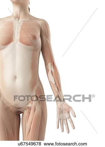Stock Illustration - Human arm muscles, illustration. Fotosearch