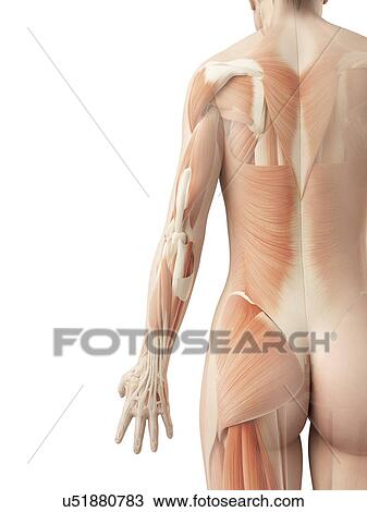 Drawing - Human back muscles, illustration. Fotosearch