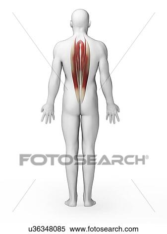 Human back muscles, illustration View Large Illustration Stock Illustration - Human back muscles, illustration. Fotosearch