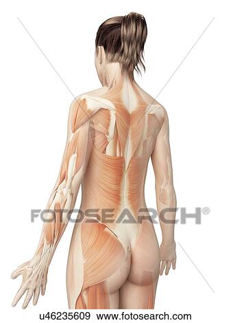 Stock Illustration - Human back muscles, illustration. Fotosearch